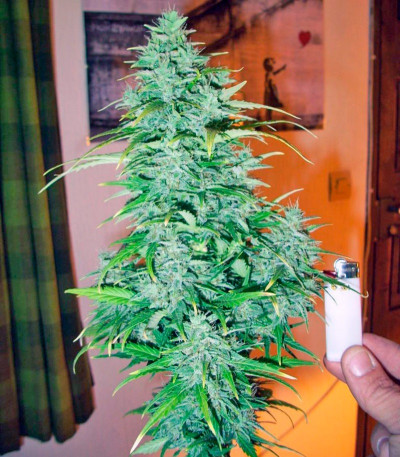 Сорт Himalaya Gold fem (Green House Seeds)