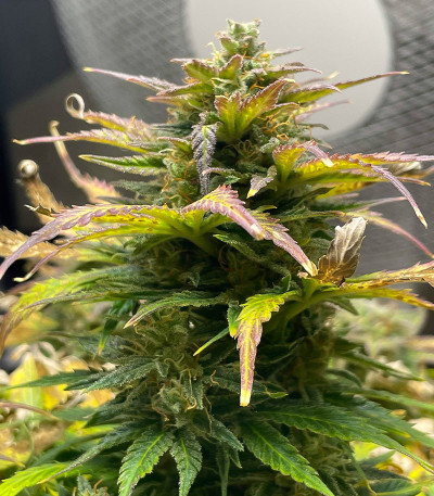 Сорт Triple G Auto fem (Royal Queen Seeds)