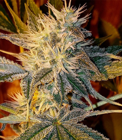 Сорт CBD Kong's Kush fem (Sumo Seeds)