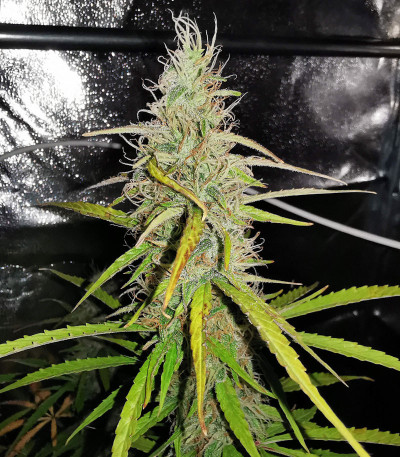 Girl Scout Cookies Auto (Nirvana Seeds)