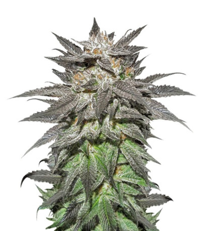 Сорт Bubba Island Kush fem (Dutch Passion)