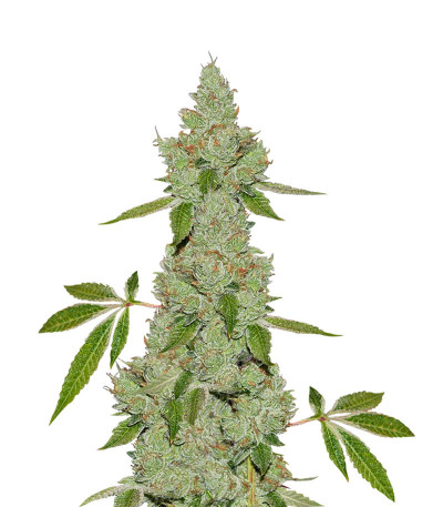 Сорт Sapphire Scout fem (Humboldt Seeds)