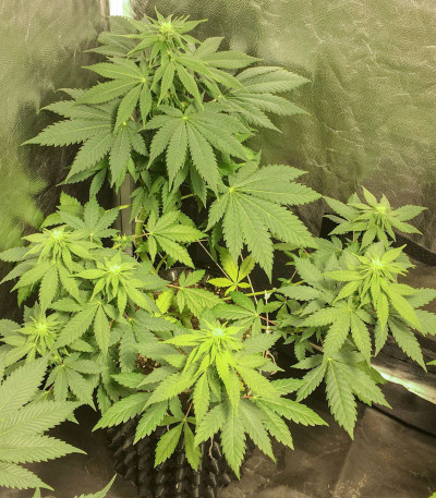 Сорт Anubis fem (Pyramid Seeds)