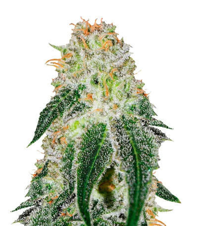 Сорт Black Russian fem (Delicious Seeds)