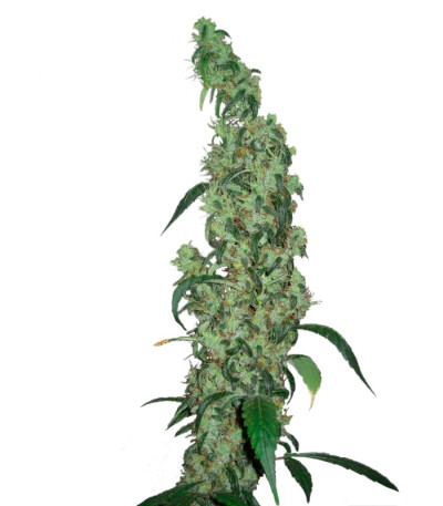 Сорт Red Diesel fem (Barney's Farm)