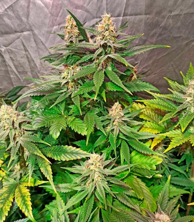 Сорт Gorilla Cookies Fast fem (High Speed ​​Buds)