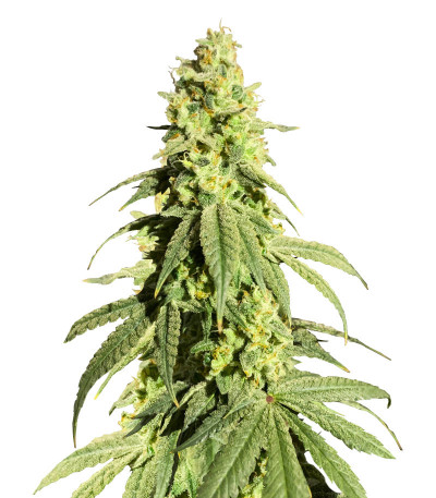 Сорт Banana Rapids fem (Dr. Krippling Seeds)