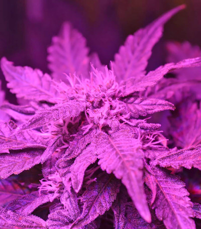 Сорт Doctor’s Choice #1 auto fem