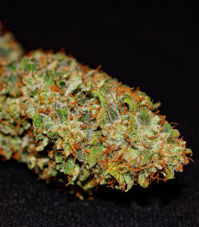 Сорт Durban Poison Auto fem от Humboldt Seed Company