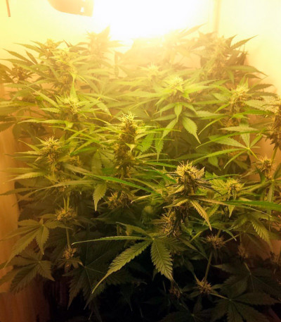 Сорт Northern Lights Auto fem (Green House Seeds)