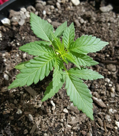 Сорт Krippleberry Auto fem (Dr. Krippling Seeds)