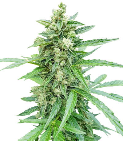 Микс семян Auto Collection #2 (00 Seeds)