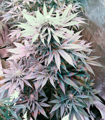 Сорт Bubba Kush Autoflowering fem (Dinafem Seeds)