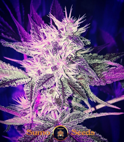 Сорт CBD Kong's Kush fem (Sumo Seeds)