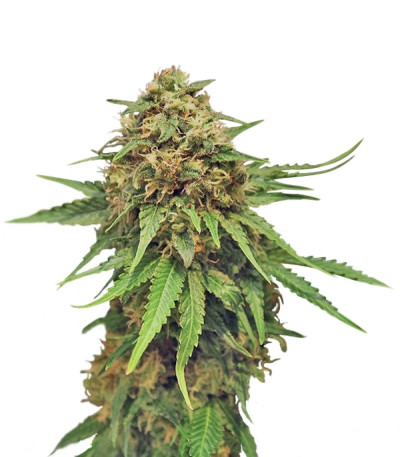 Сорт Critical fem (Royal Queen Seeds)