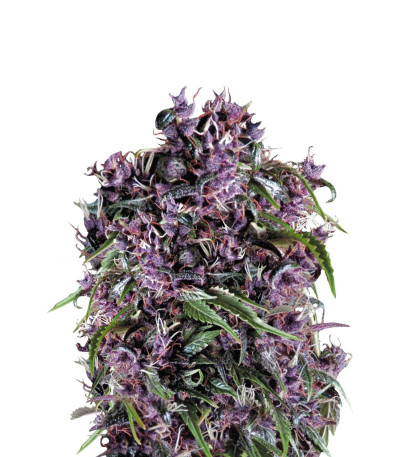 Семена Purple соцветия