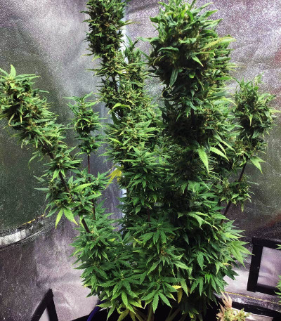 Сорт Girl Scout Cookies fem
