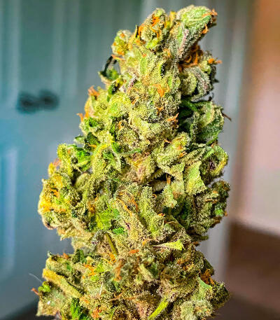 Семена сорта Sour Diesel Autoflower fem (Seedkeepers)