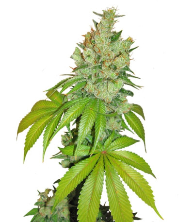 Сорт Kushberry fem (DNA Genetics)