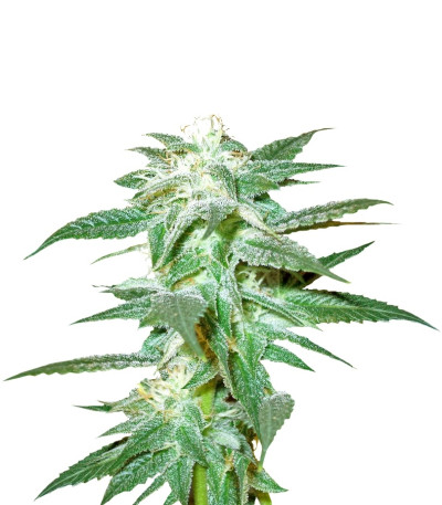 Сорт Kushberry reg (DNA Genetics)