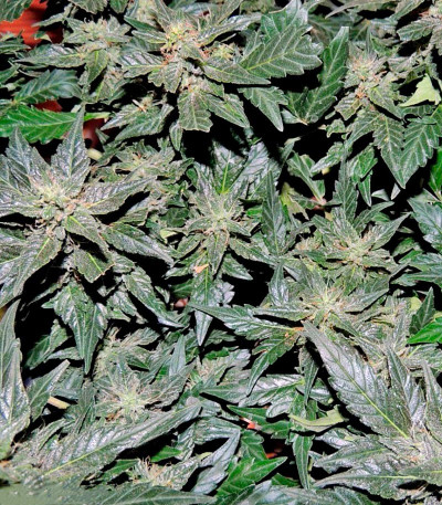 Сорт Pakistan Ryder auto fem (World of Seeds)