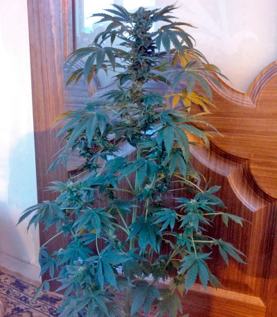 Сорт White Magic fem