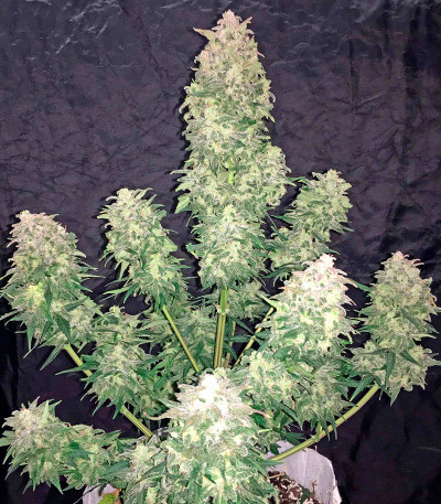 Сорт Haze XXL Autoflowering fem