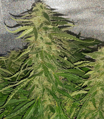 Микс семян Auto Collection #2 (00 Seeds)