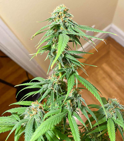 Сорт AFS Princess fem (AlphaFem Seeds)