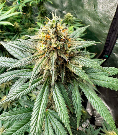 Сорт Brain Stroke Auto fem (High Speed ​​Buds)