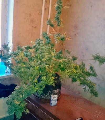 Сорт Cheese fem (Green House Seeds)