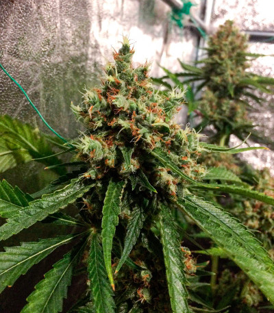 Сорт The New fem (Humboldt Seeds)