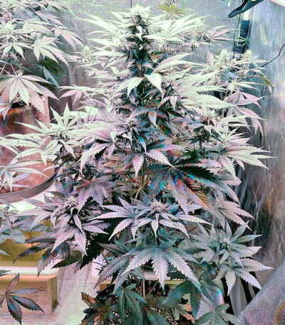 Сорт Bubba Kush Autoflowering fem (Dinafem Seeds)