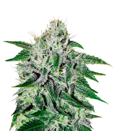 Сорт Critical Jack Herer fem (Delicious Seeds)