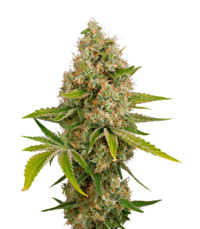 Сорт OG Kush Autoflowering fem (Dinafem Seeds)