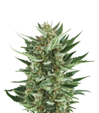 Сорт Royal Cheese Automatic fem (Russian Queen Seeds)