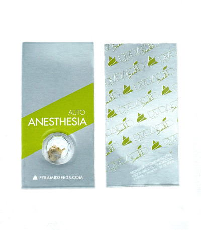 Сорт Auto Anesthesia fem (Pyramid Seeds)