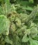 Сорт Auto NL fem (Female Seeds)