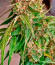 Семена сорта Also Know 47 Autoflower fem (Seedkeepers)