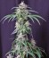 Сорт Crystal Candy fem (Sweet Seeds)