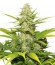 Сорт Skunk XL fem (Royal Queen Seeds)