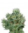 Сорт The Doctor fem (Green House Seeds)