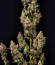 Сорт Jamnesia Haze fem (Dr. Krippling Seeds)