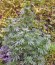 Сорт Himalaya Gold fem (Green House Seeds)