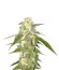 Сорт Amnesia Vip fem (VIP seeds)