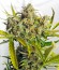 Семена каннабиса Blue Critical Autoflowering