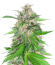 Сорт Jealousy Kush fem (Seedkeepers)