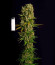 Сорт 1024 fem (Medical Seeds)