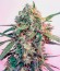 Сорт Cheese fem (Green House Seeds)