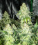 Сорт Blueberry OG fem (AlphaFem Seeds)